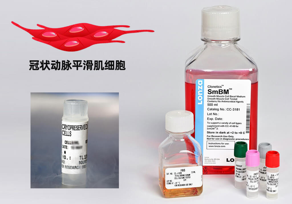 LONZA人冠狀動脈平滑肌細(xì)胞,用于原代培養(yǎng),LONZA中國一級代理商