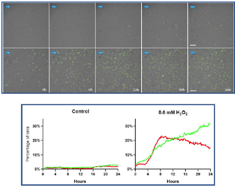 Axion CytoSMART Lux3(ni)ȫԄ(dng)(x)ϵy(tng)(chng)ɹ⼚(x)x ƽ