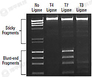 NEB T7 DNA Bø T7 DNA Ligase؛̖(ho)M0318 ̱ƽ