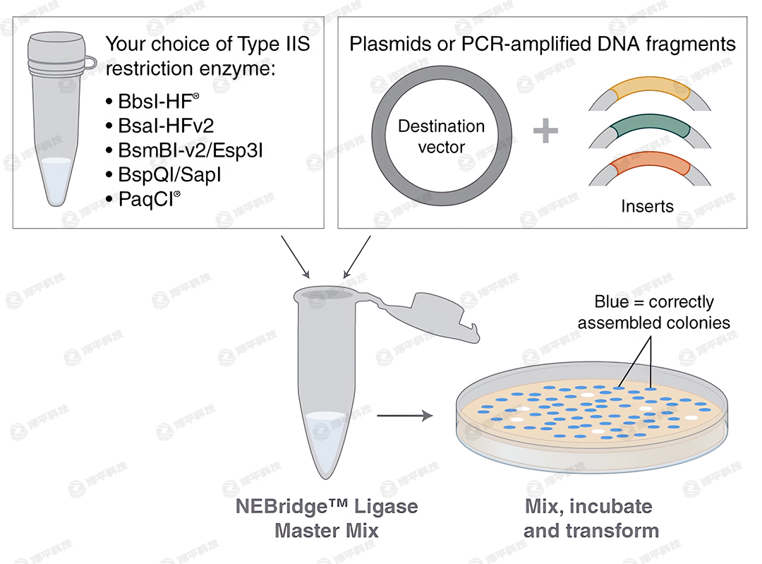 NEBridgeBøA(y)Һ NEBridge Ligase Master Mix؛̖(ho)M1100 ̱ƽ